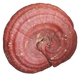 8月18日举行《装甲核心6》开头半小时试玩直播